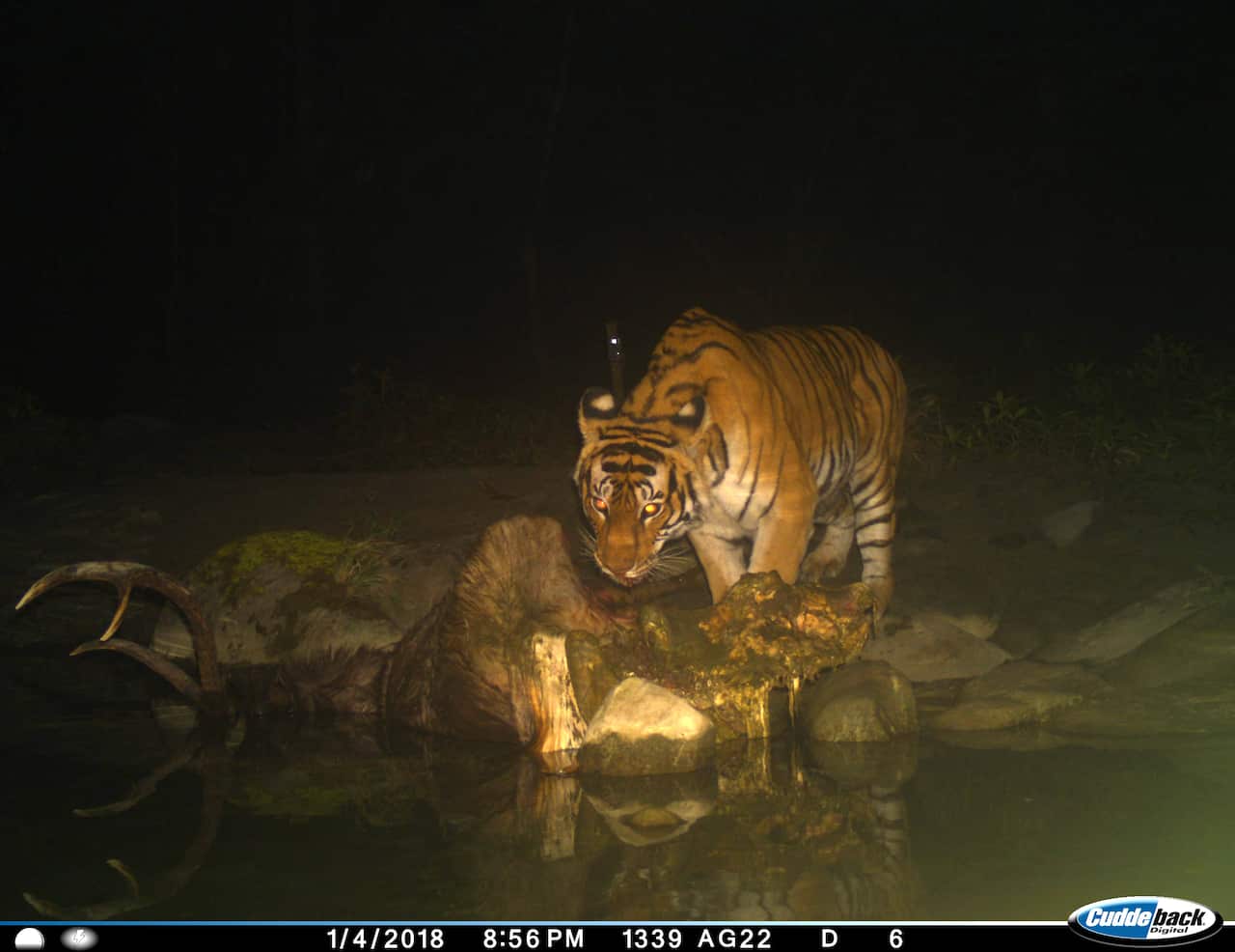 Camera trap image of a tiger from Chitwan National Park in Nepal.