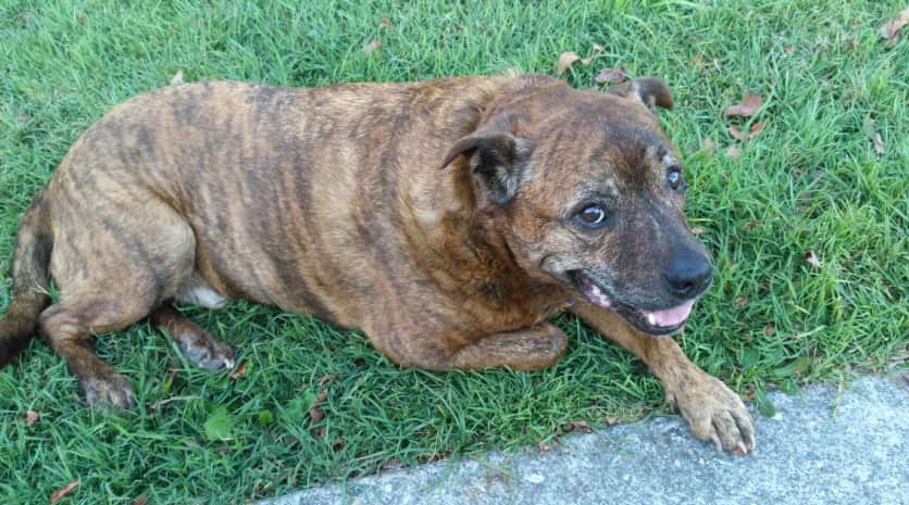 Chokey, Pet photo competition 2018