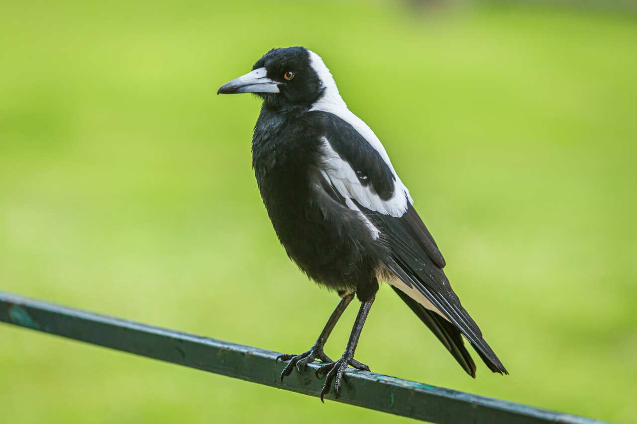 Magpie swooping season in Australia occurs between July and December.