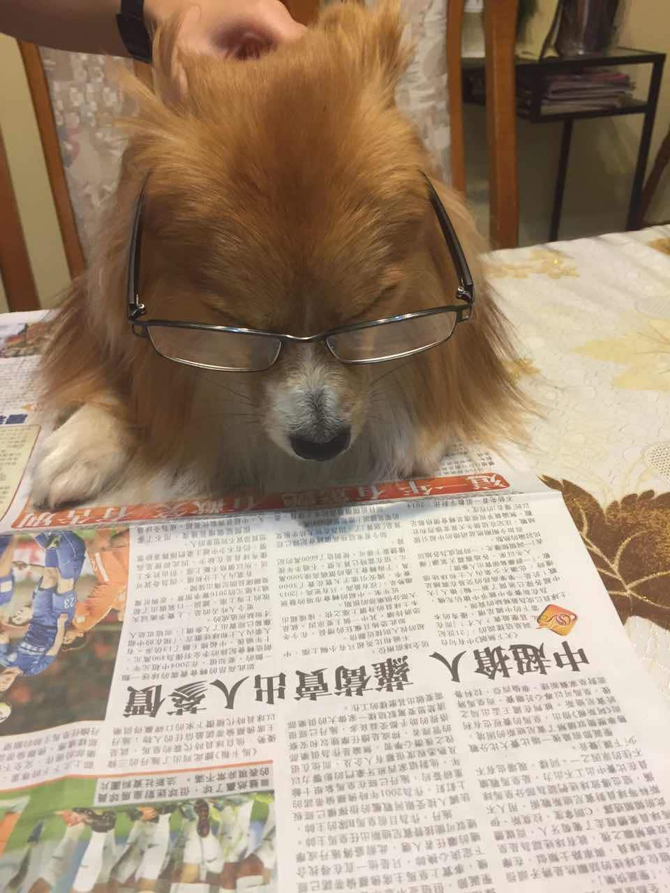 Christy's dog is reading news