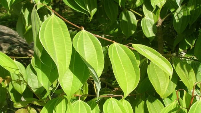 Cinnamon tree. 
