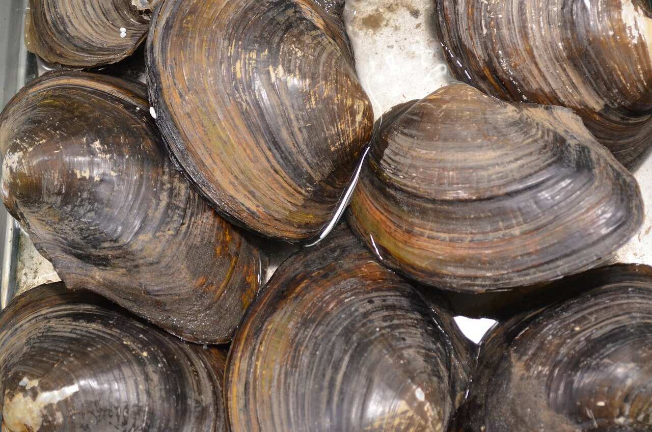 Clams