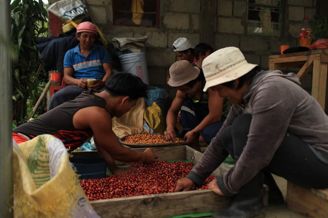 Alternative Coffee Beans is promoting coffee from the Philippines to help coffee farmers