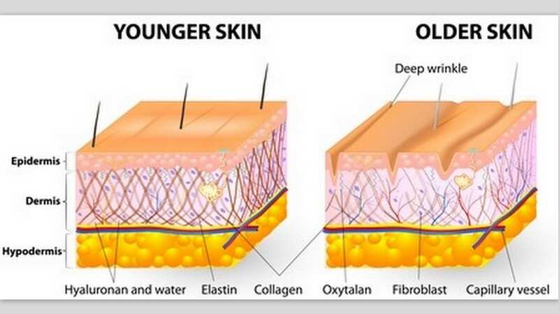 Collagen in young skin and old skin