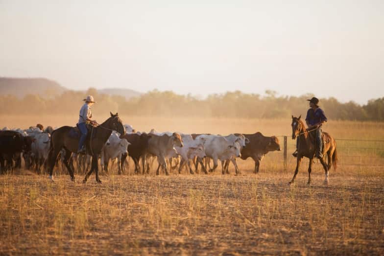 Mustering , Auvergne Station, Northern Territory
