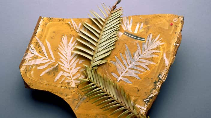 Courtesy of Dr. Maurizio Rossetto