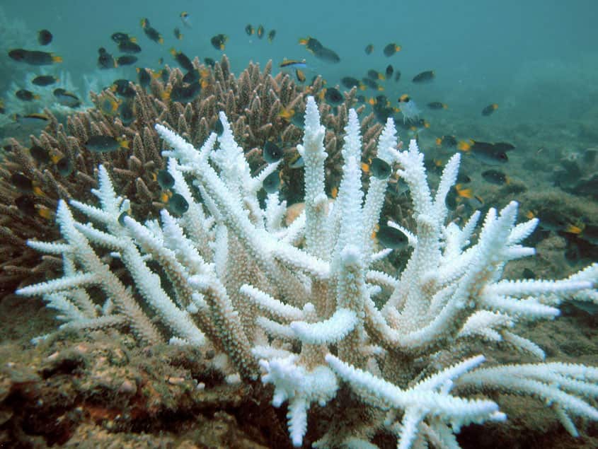 coral bleeching