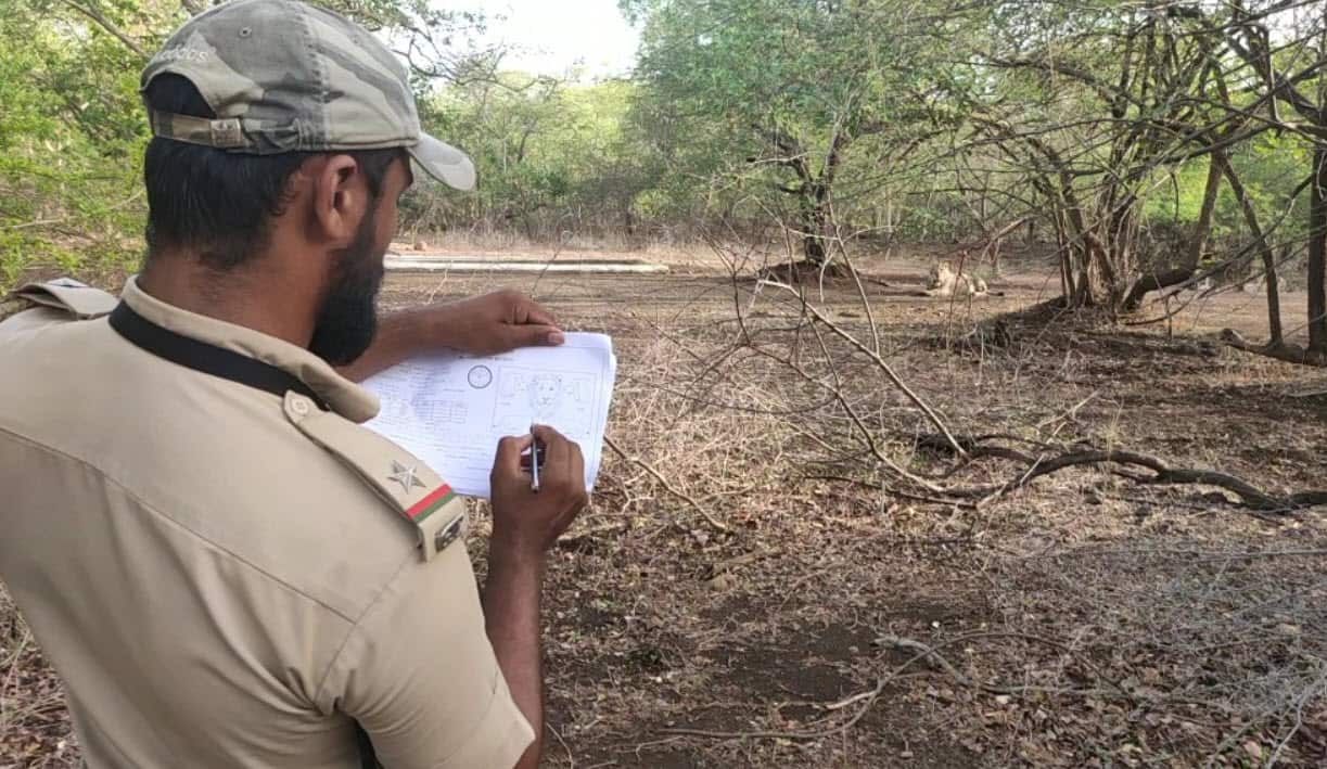 Asiatic lions in India