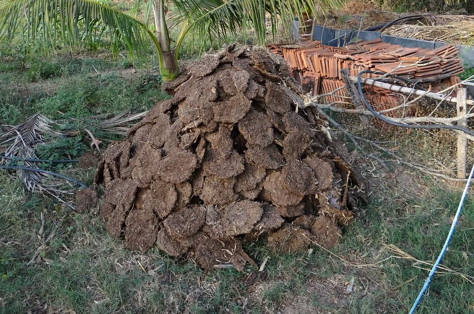 cow dung