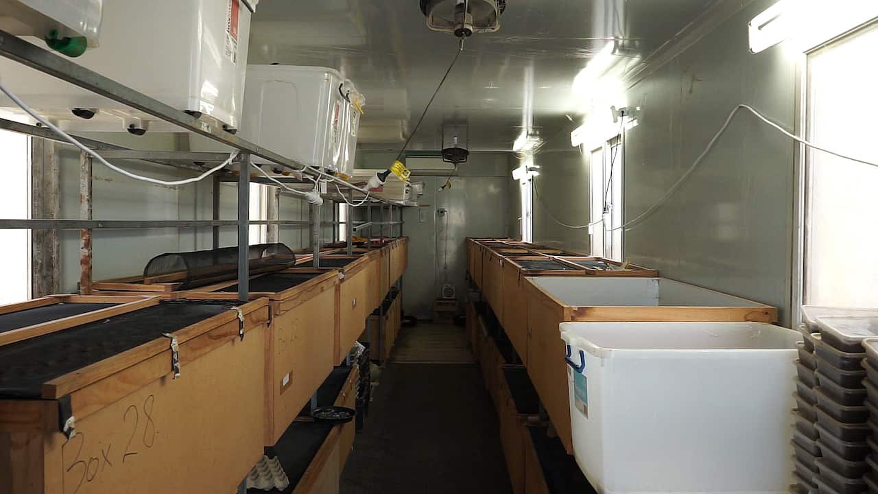 ภายในโรงเลี้ยงจิ้งหรีดของฟาร์มจิ้งหรีด Crickets r Us