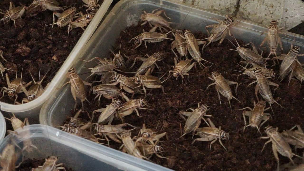 จิ้งหรีดวัยออกไข่ถูกแบ่งให้อาศัยอยู่ในกล่องพลาสติก