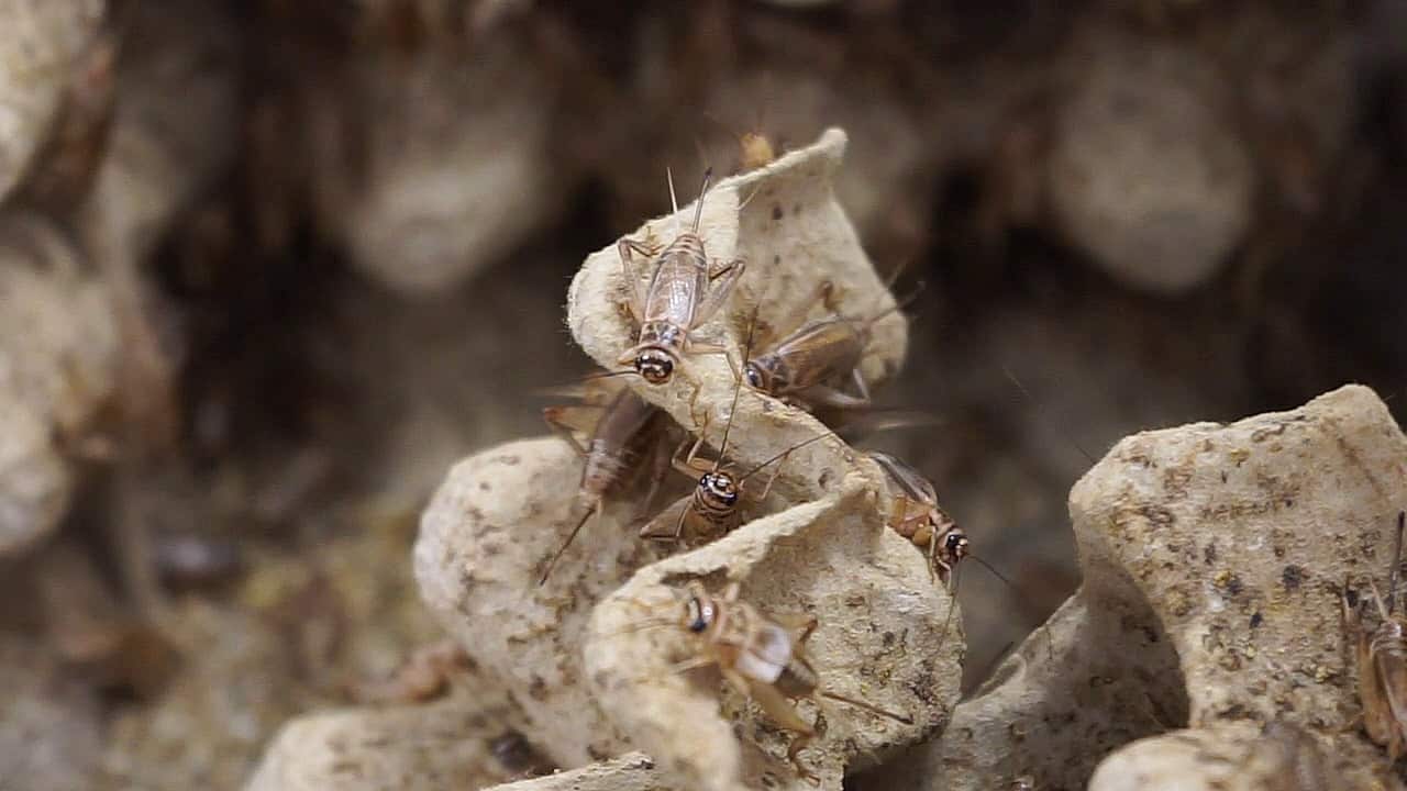 จิ้งหรีดในกล่องเลี้ยงในฟาร์มของคุณพรทิพย์ ชื่นชอบ