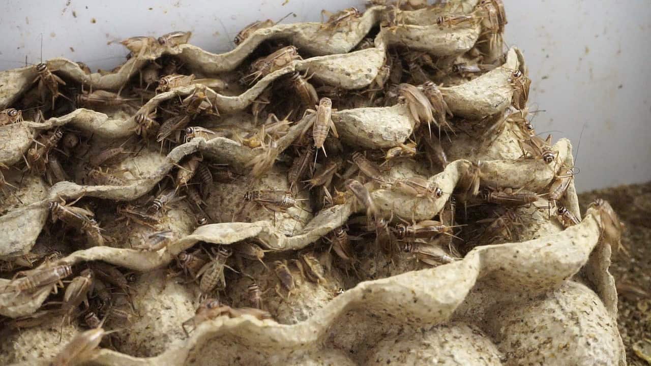 จิ้งหรีดที่เลี้ยงในกล่องเลี้ยงของคุณพรทิพย์ ชื่นชอบ