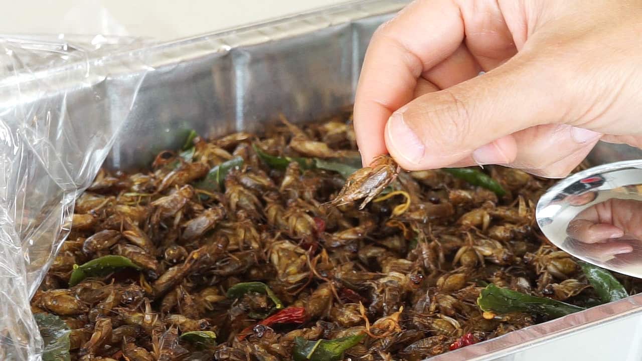 จิ้งหรีดทอดสมุนไพร อาหารที่ทำง่ายๆ แต่อร่อยจากรสชาติจิ้งหรีดที่กรอบมัน