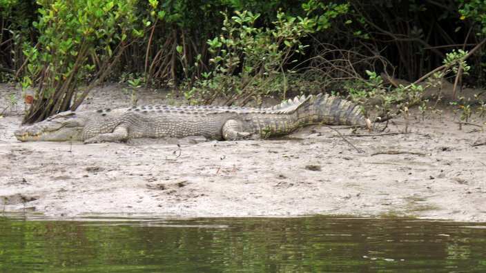 In this June 29, 2015 photo, a crocodile rests on the shore along the Daintree River in Daintree, Australia. Tourboats take tourists on river cruises where usually see crocodiles and other wildlife. The Daintree Rainforest in northeastern Australia is hom