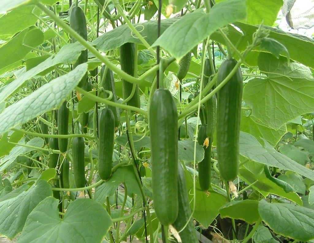 Lebanese cucumbers 