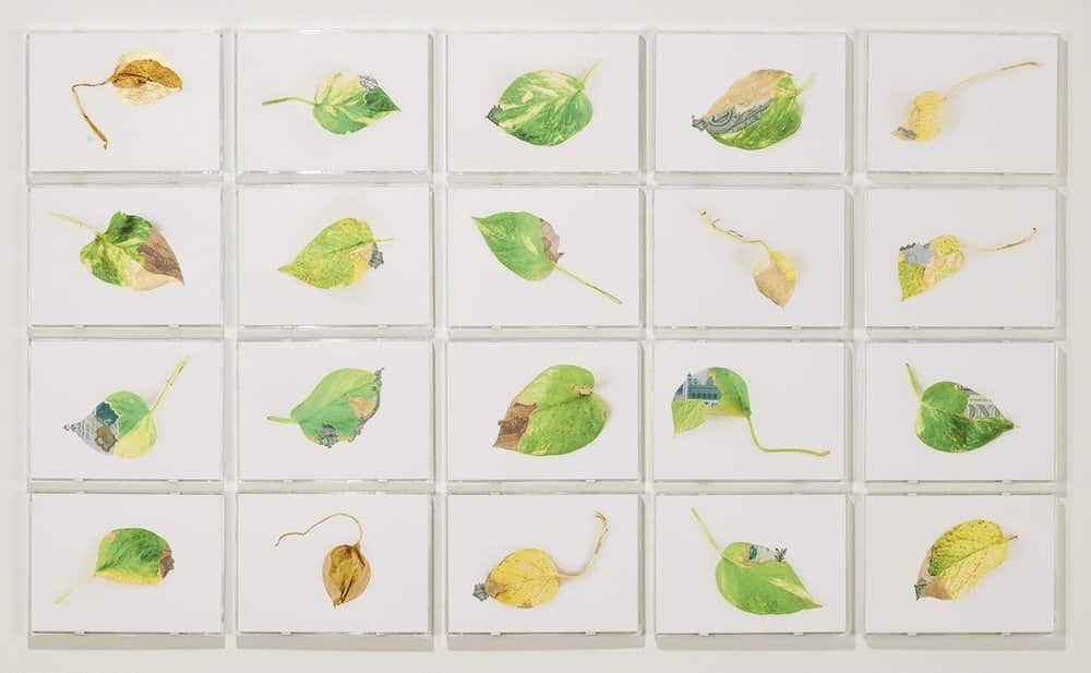 Abdu’s act of preserving these damaged leaves speaks not only to the artist’s desire to preserve the evidence of his mother’s care for him, but through the transformation of these leaves into works of art lavished in gold, he simultaneously honours her de