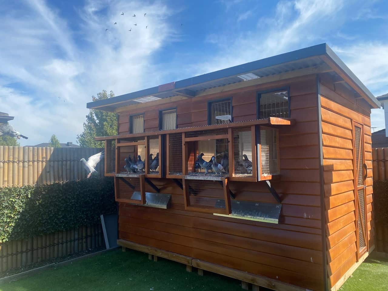 pakistani australian raising racing pigeons