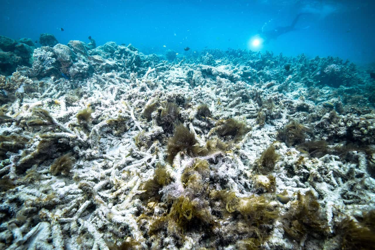File photo taken in October 2016 shows coral bleaching at the Great Barrier Reef in Australia, a World Heritage Site. 