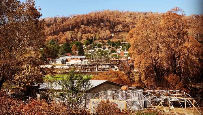 The view of scorched trees after the bushfire struck the town.
