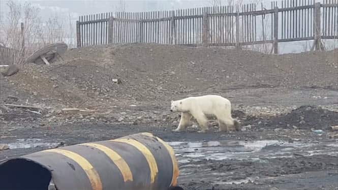 Polar bear
