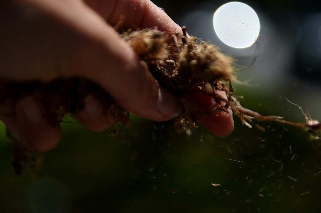 Some of the pollen that was flying around Melbourne on November 2016 as a consequence of the  thunderstorm.