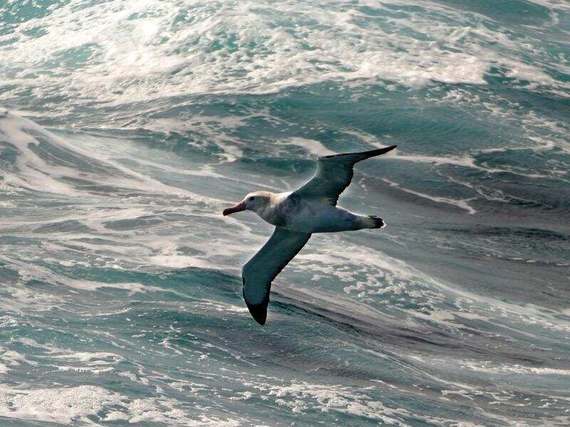 A Wandering Albatross