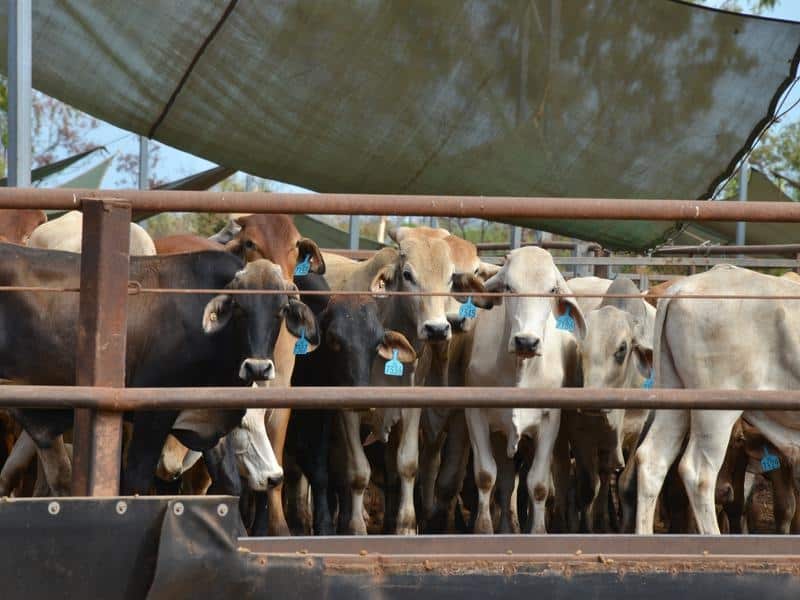 Cattle in the Berrimah export yards in Darwin
