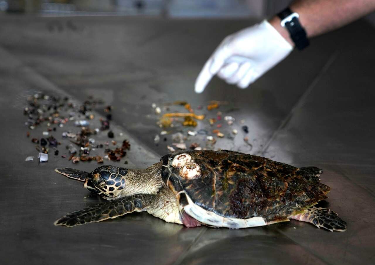 75% of all dead green turtles and 57% of all loggerhead turtles in Sharjah had eaten marine debris, including plastic bags, bottle caps, rope and fishing nets