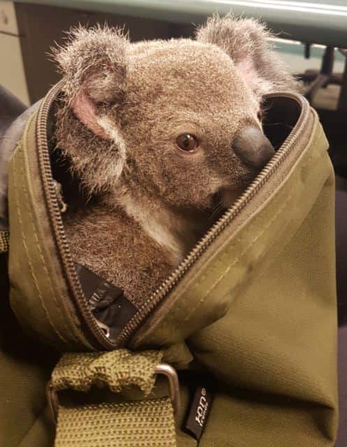A baby koala discovered in a backpack during a  woman's arrest. 