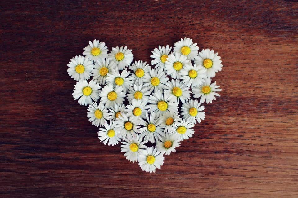 daisy heart 