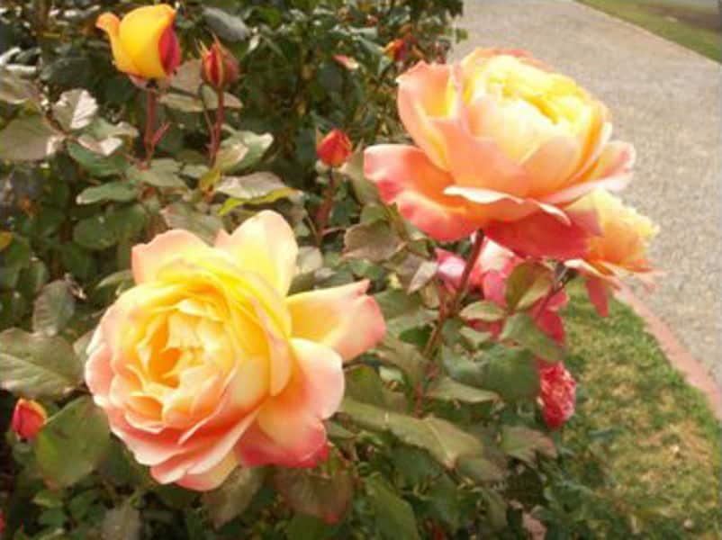 Dame Elizabeth Murdoch