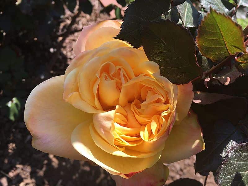 Dame Elizabeth Murdoch