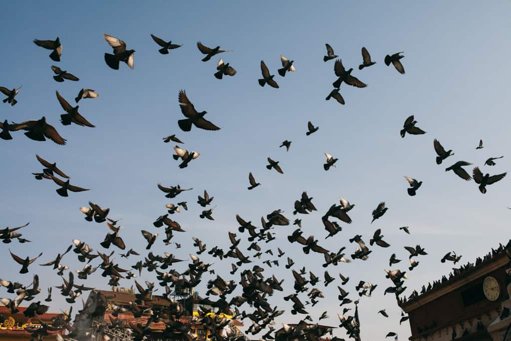 Birds are vanishing, Kathmandu, Nepal