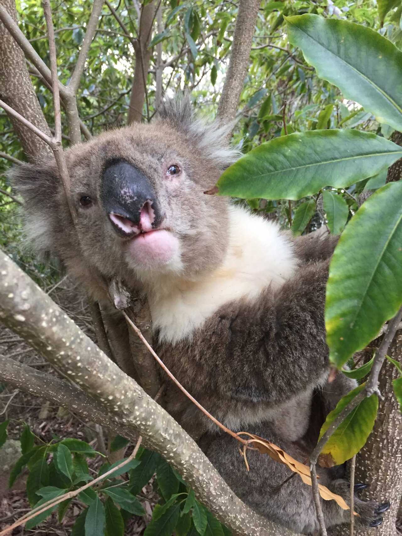 Koala in McCrae