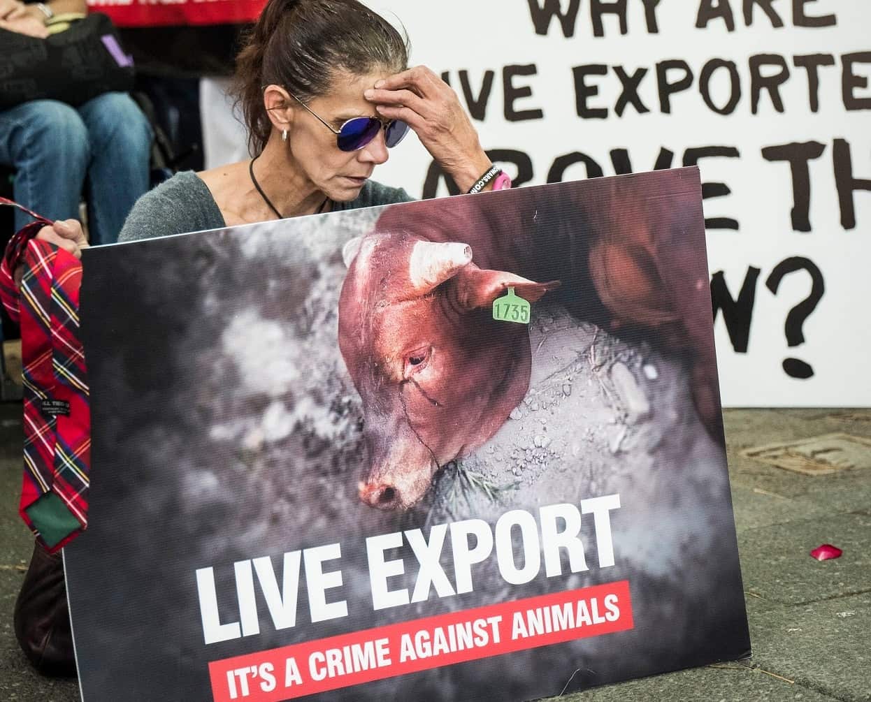 A protest against live exports earlier this year.