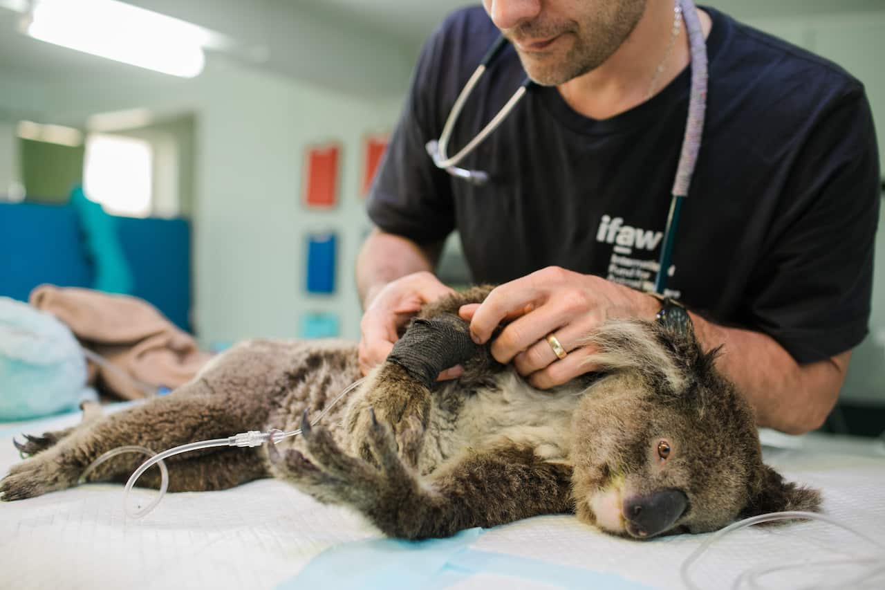 A wildlife carer attends to a koala whose habitat was destroyed by fire.