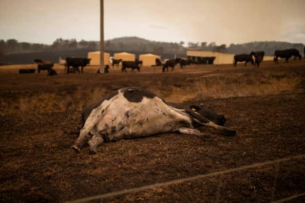 A number of cows are deceased after being euthanased following a bushfire in Coolagolite, NSW. AAP