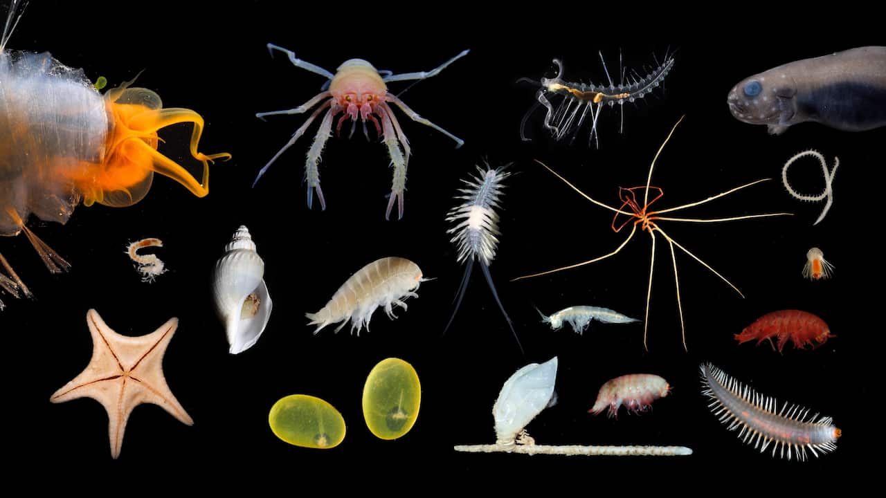 Some of the species recovered by the expedition.