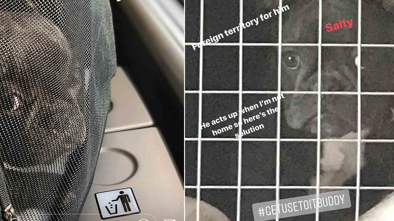 The cabin crew were not aware that the basketballer had his beloved pup stashed away in his hand luggage.