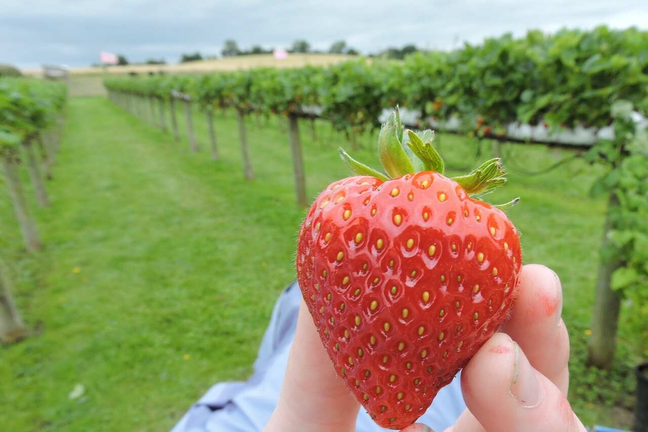 Picking strawberry - James Russel - Pixabay