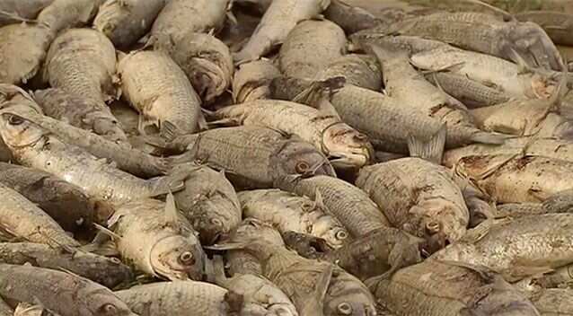 It's likely the area will have to be flushed with sea water. Source: 7 News