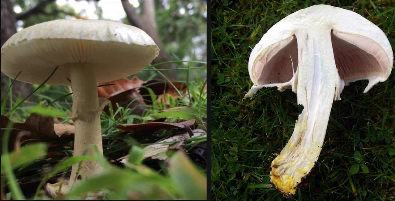 Death Cap (Amanita phalloides) and Yellow Staining (Agaricus xanthodermu) mushroom varieties