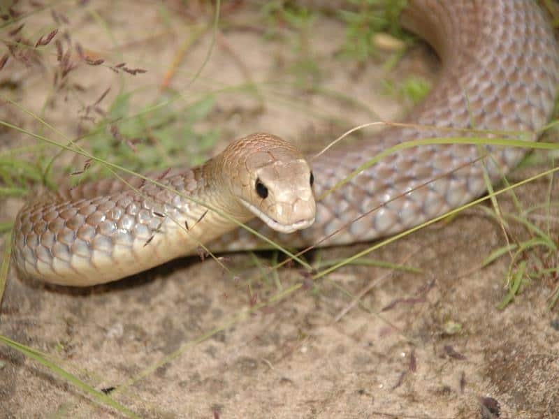 Eastern Brown Snake