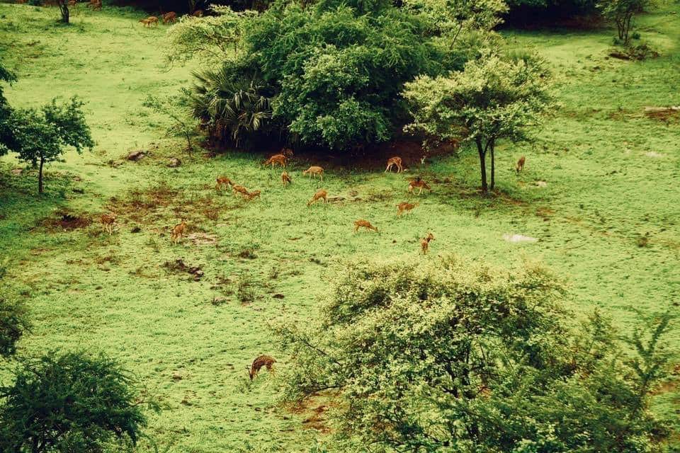 Herds of Deer in Borivali National Park