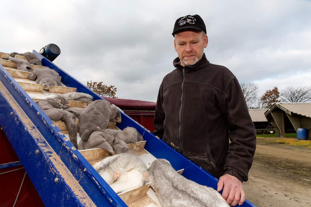 Denmark to kill 17 million mink amid "very serious" concern over links to human COVID cases