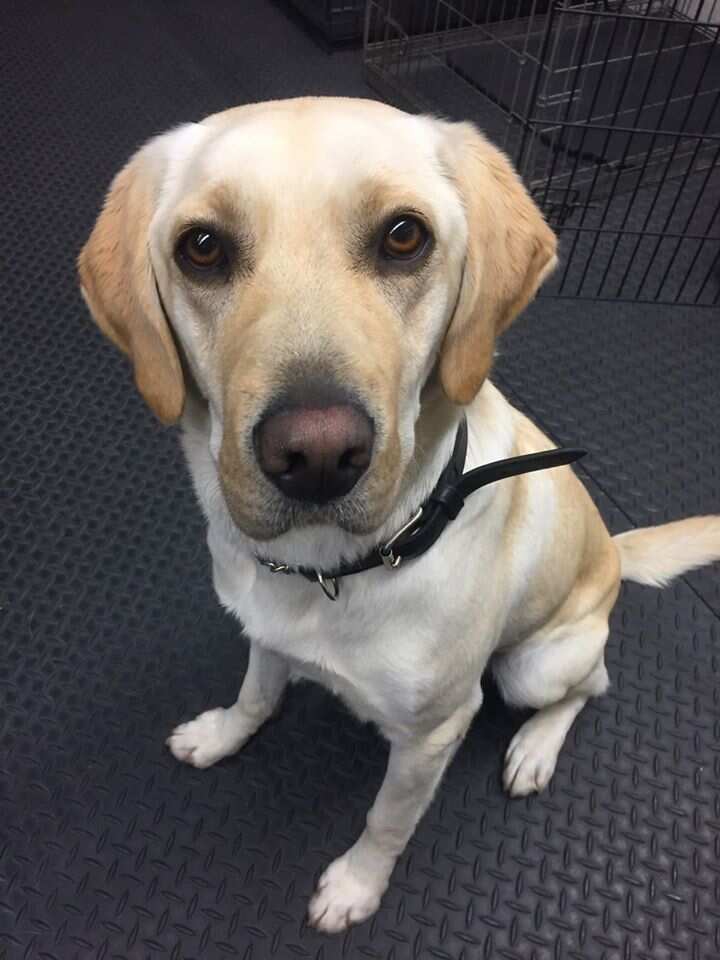 Detector dog Petal