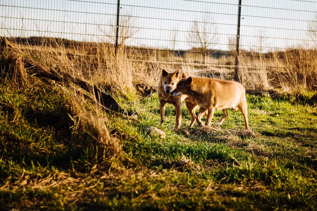 Hundezentrum Mittelfranken Dingos Gerd Schuster Carmen Schuster SBS German Daniel Salg
