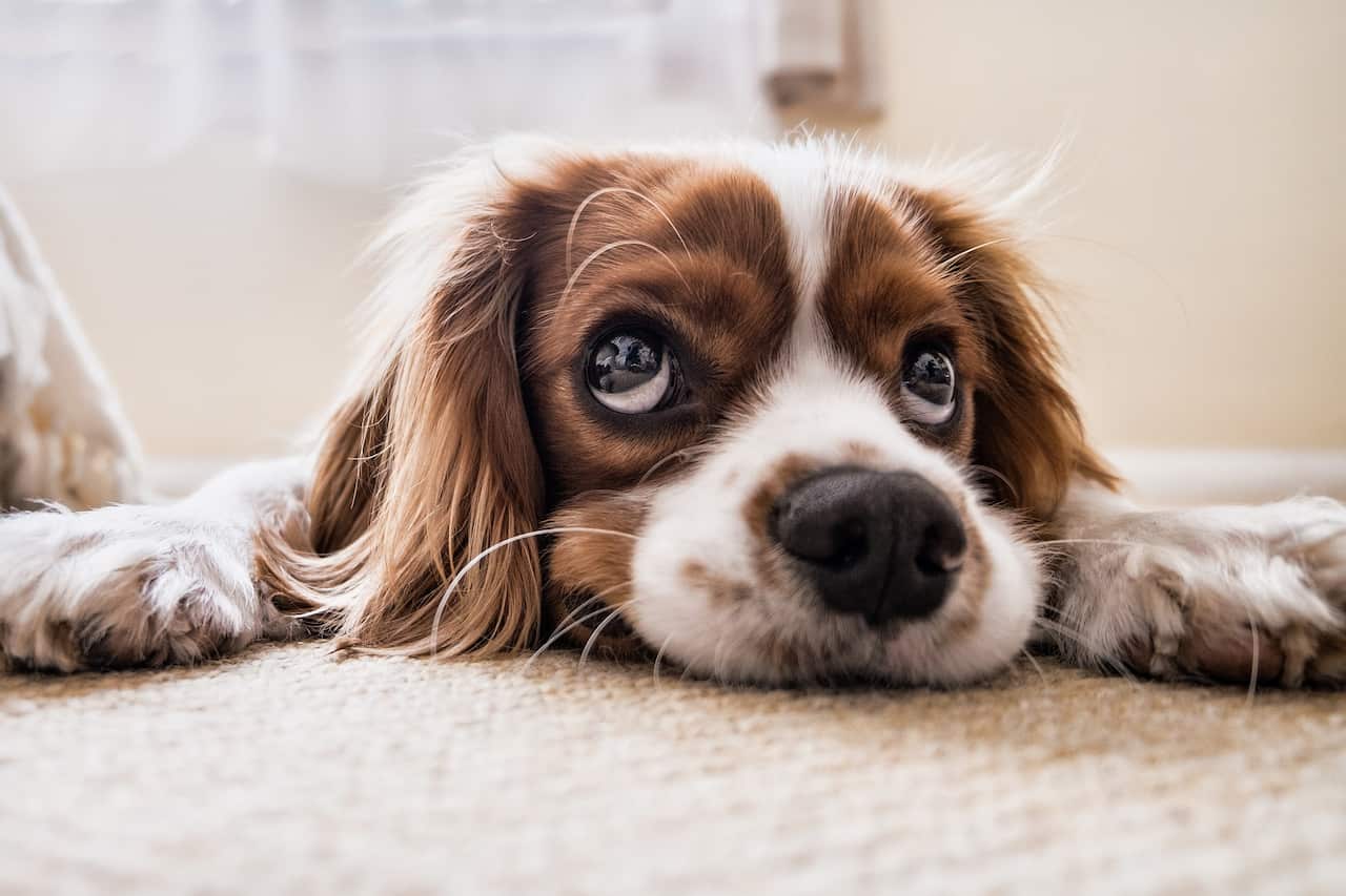 Pet