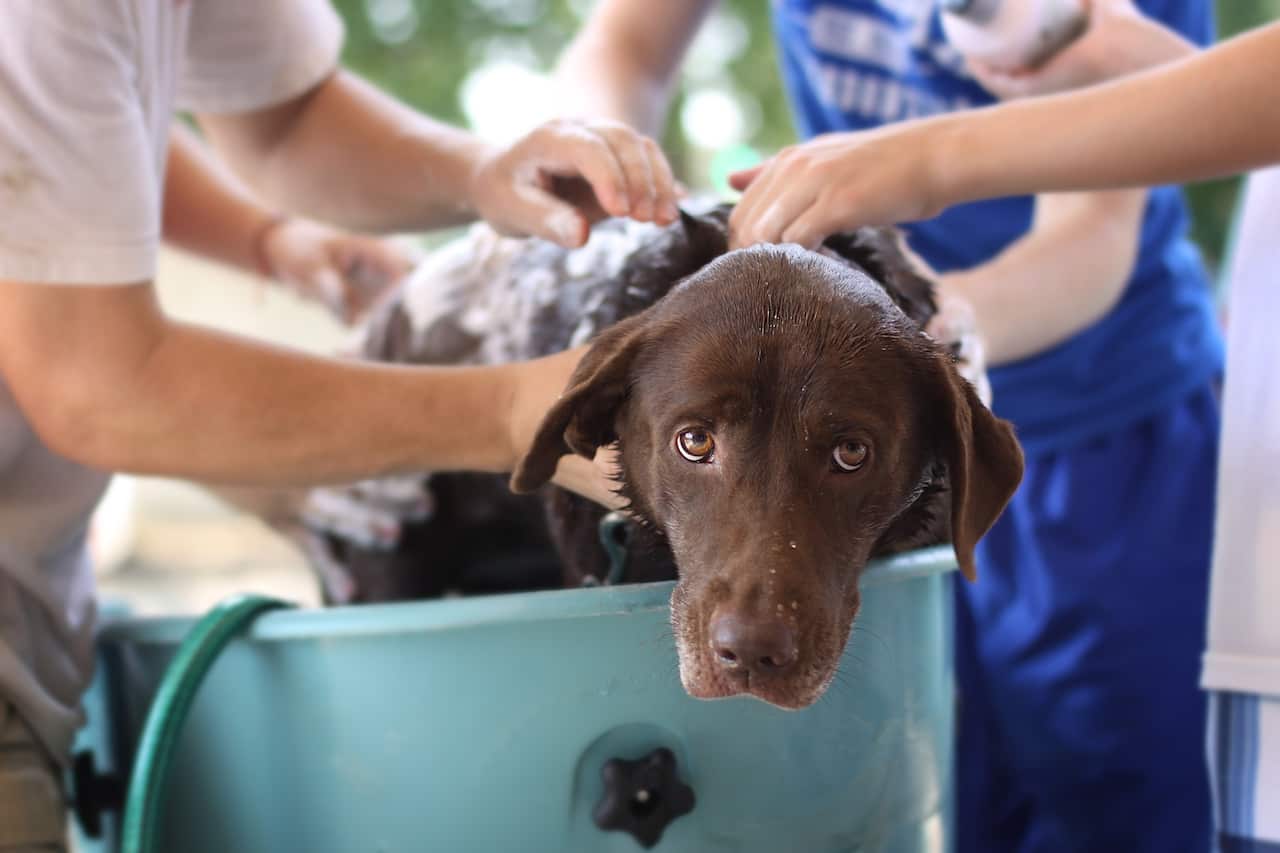 dog wash, bucket